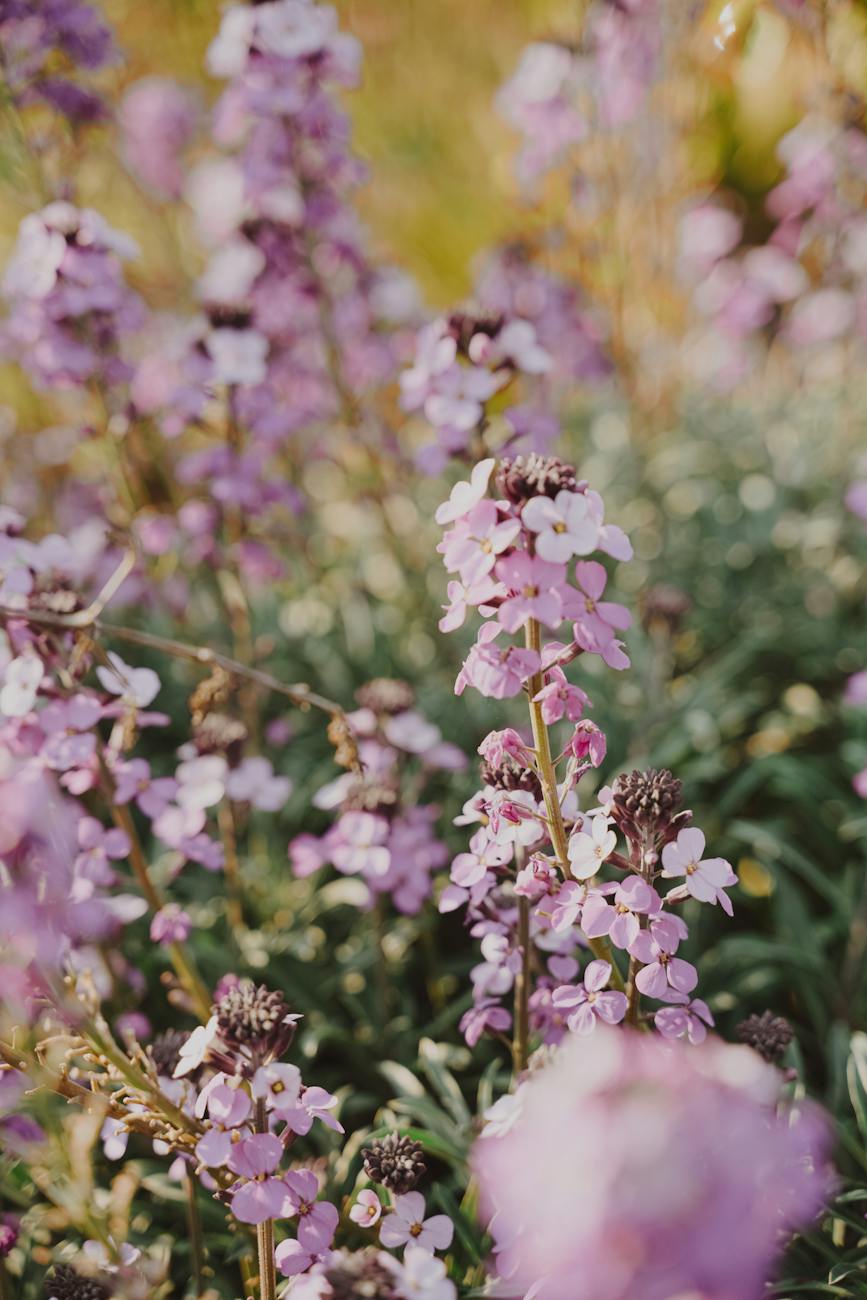 blooming english lavender with gentle petals growing in field