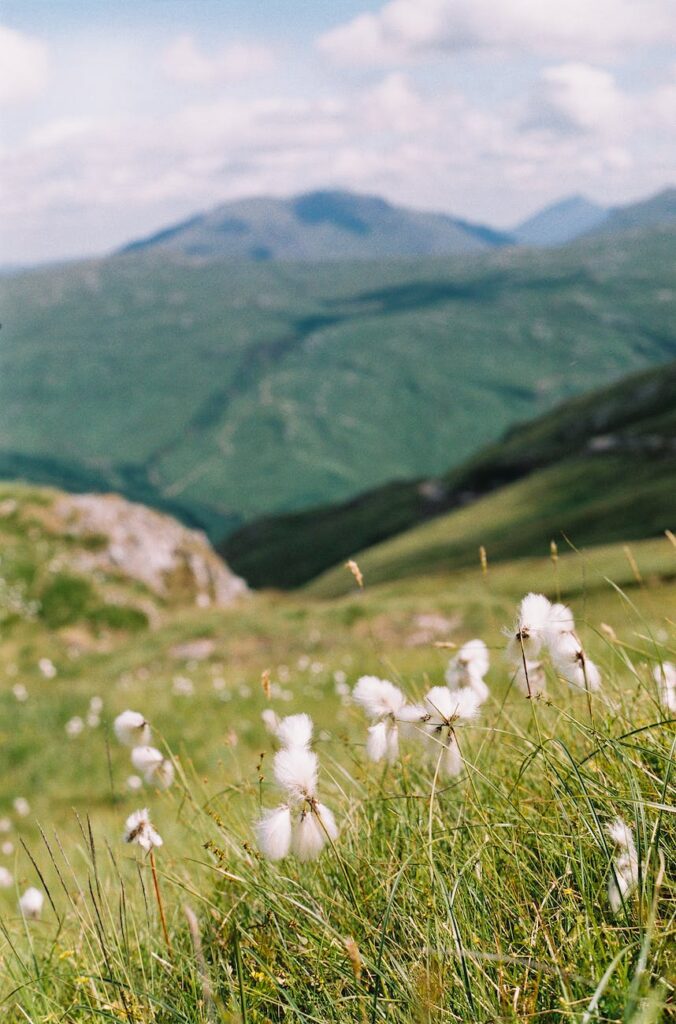 selective focus photo of grass during daytime