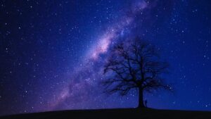 person beside bare tree at night