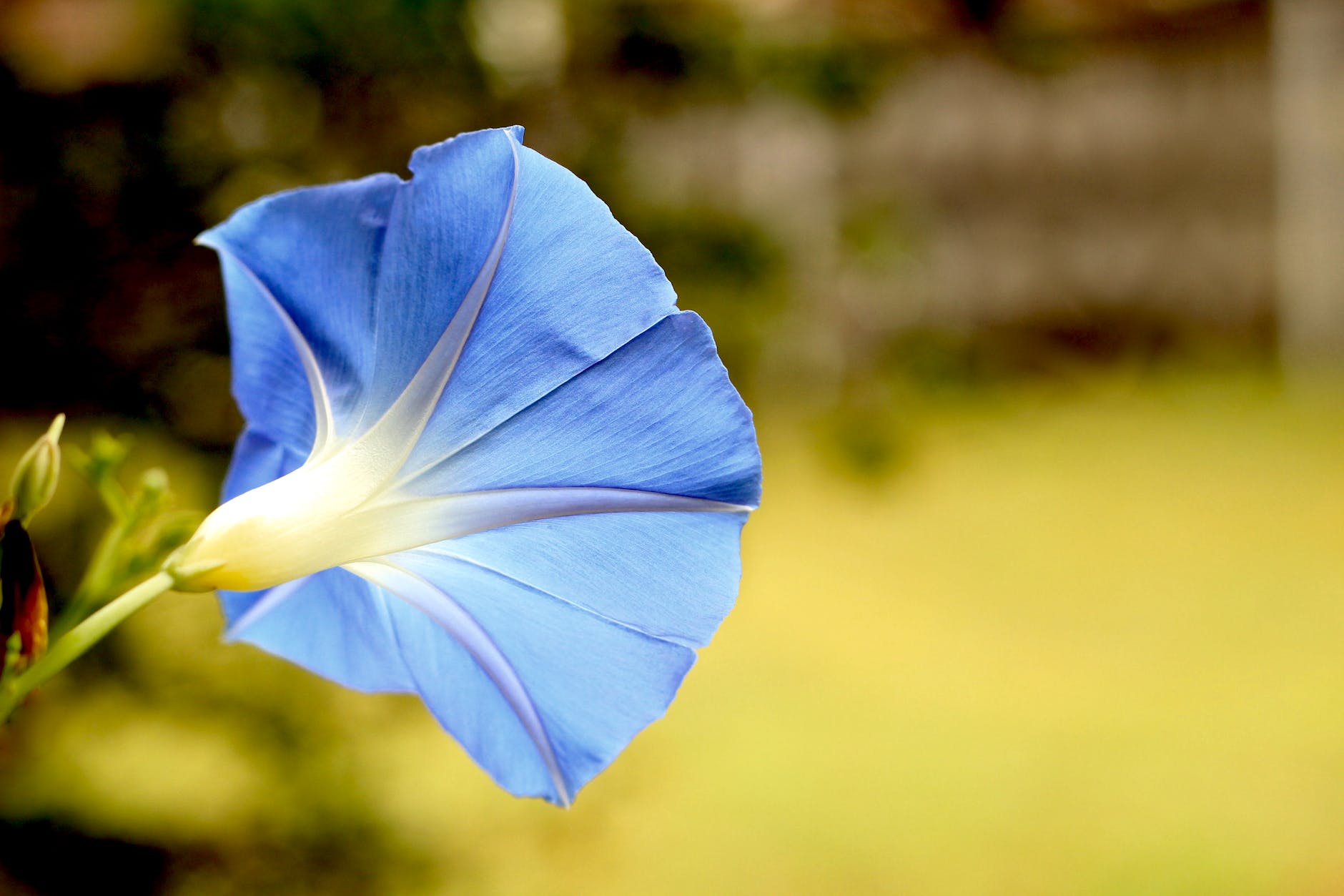 blue morning glory flower blooming